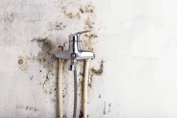 Best White Mold Remediation in Central City, NE