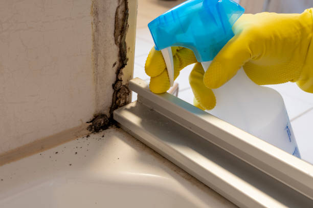 Best Preventive Mold Services in Central City, NE