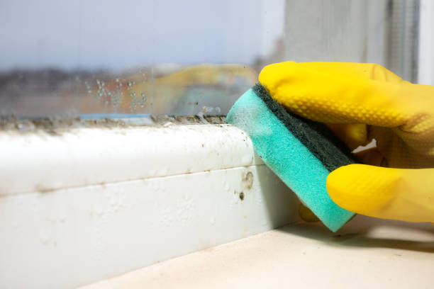 Best Preventive Mold Services in Central City, NE