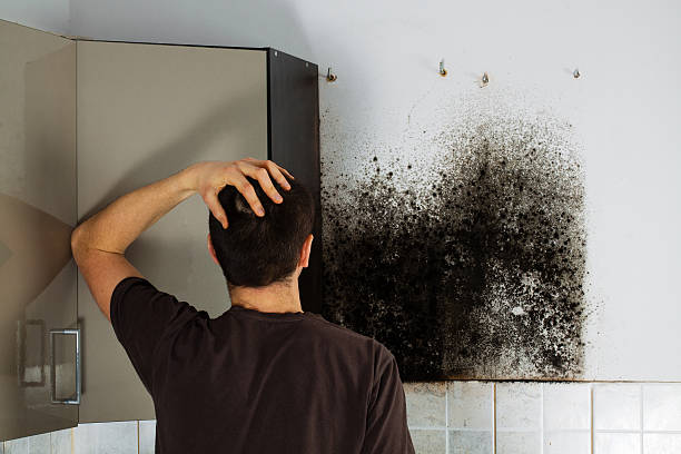 Best Mold Testing and Inspection Services in Central City, NE