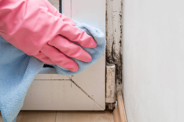 Best Mold Remediation for Specific Building Types in Central City, NE
