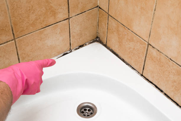 Best DIY Mold Remediation Support Services in Central City, NE